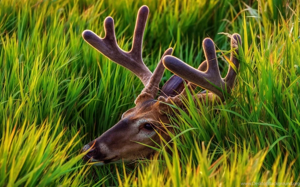378 Deer HD Wallpapers