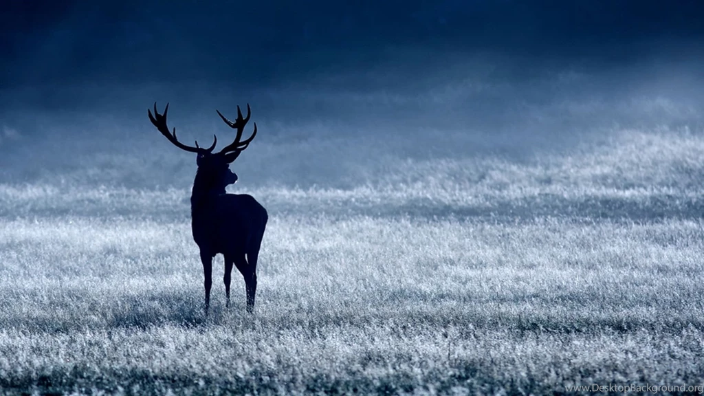 Deer Silhouette Wallpaper.jpg