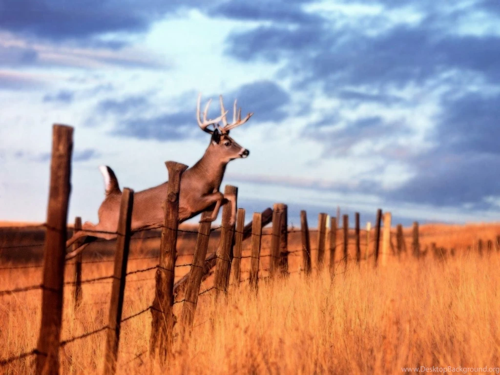 Beautiful Frog Backgrounds Hd For Free: Beautiful Deer Animals ...