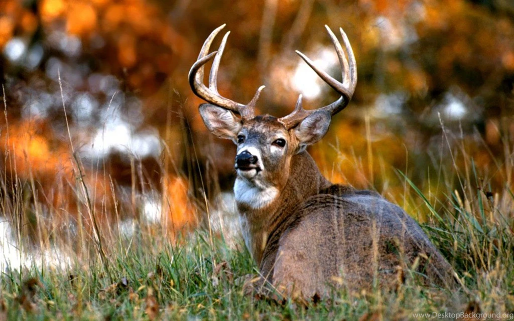 Deer Wallpapers