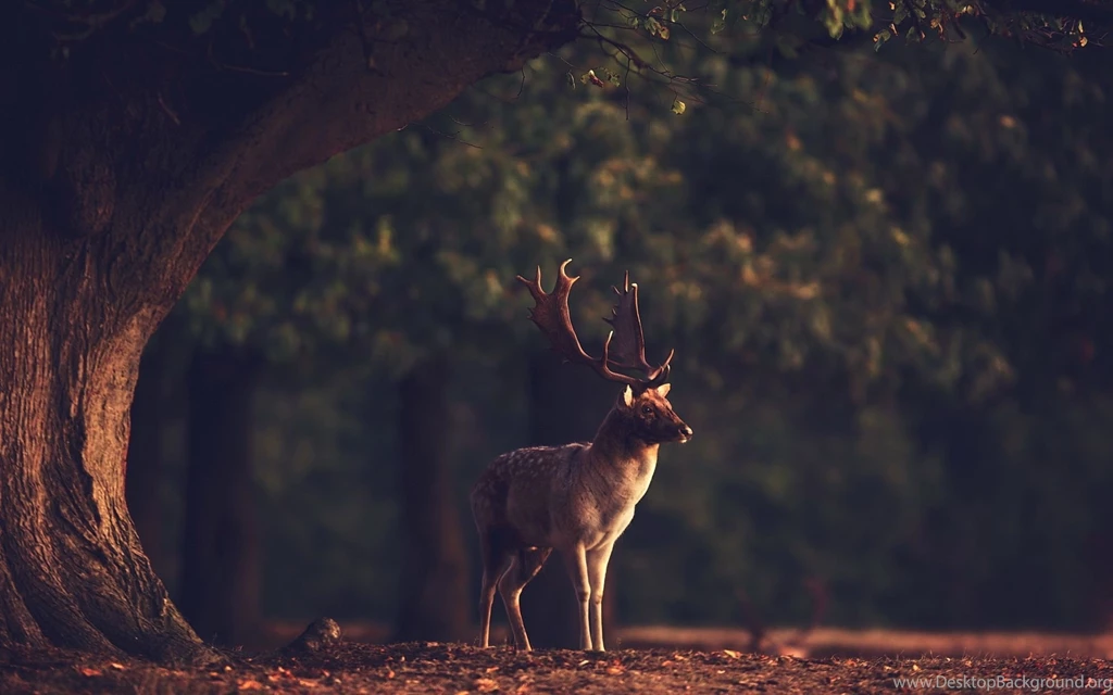 Deer: Deer Animal Tree Horn Backgrounds Pictures For HD 16:9 High ...