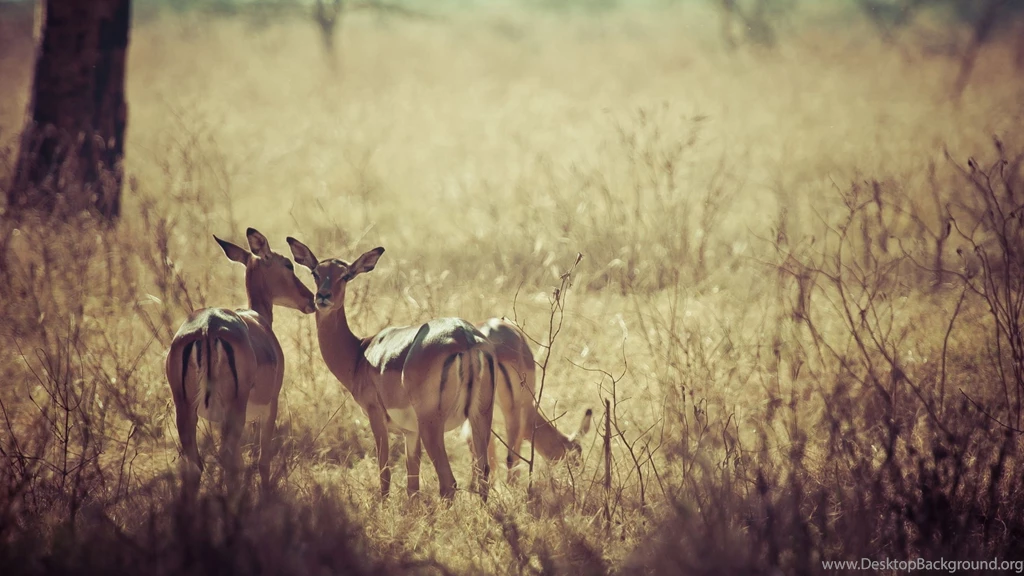 Download Wallpapers 3840x2160 Deer, Nature, Background, Grass ...