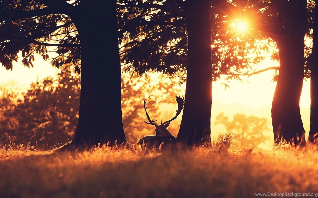 Deer Hd Wallpapers Wallpapers