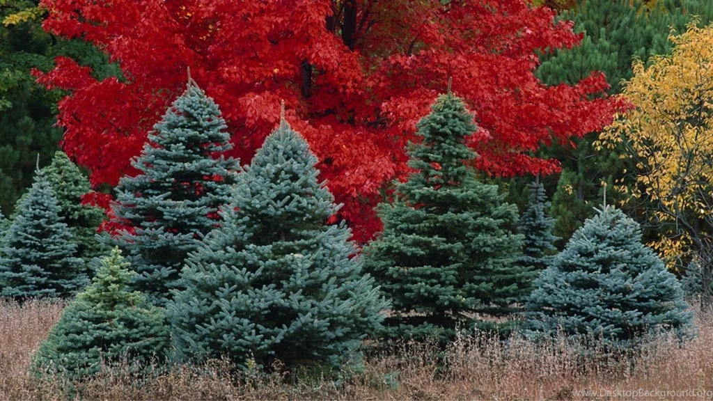 Desktop Wallpapers · Gallery · HD Notebook · Mixed Forest Laptop ...