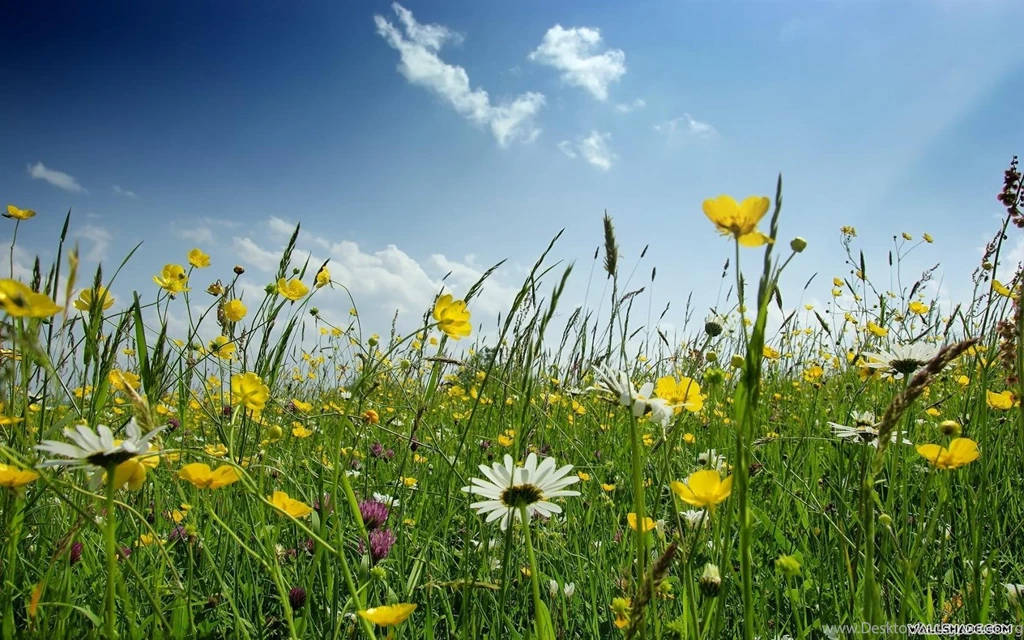 Free Desktop Wallpapers For Spring Desktop Backgrounds