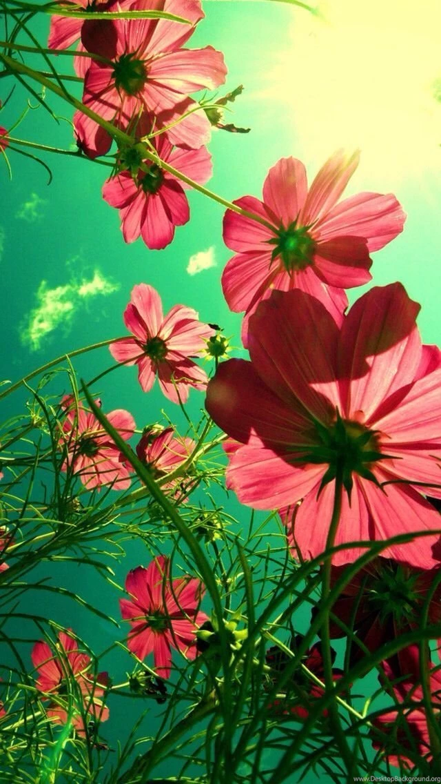 Top Stunning Bright Pink Cosmos Images For Pinterest
