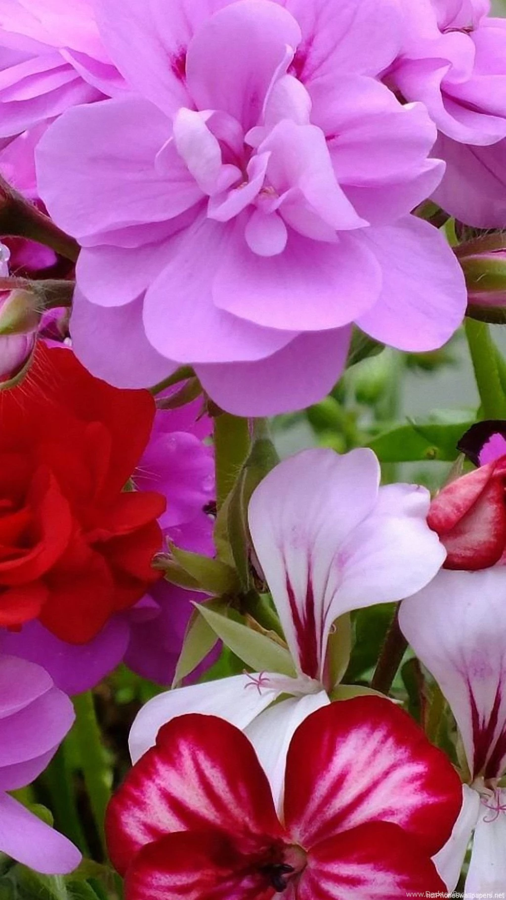 Blossom Bright Close Up iPhone 6 Wallpapers HD And 1080P 6 Plus ...