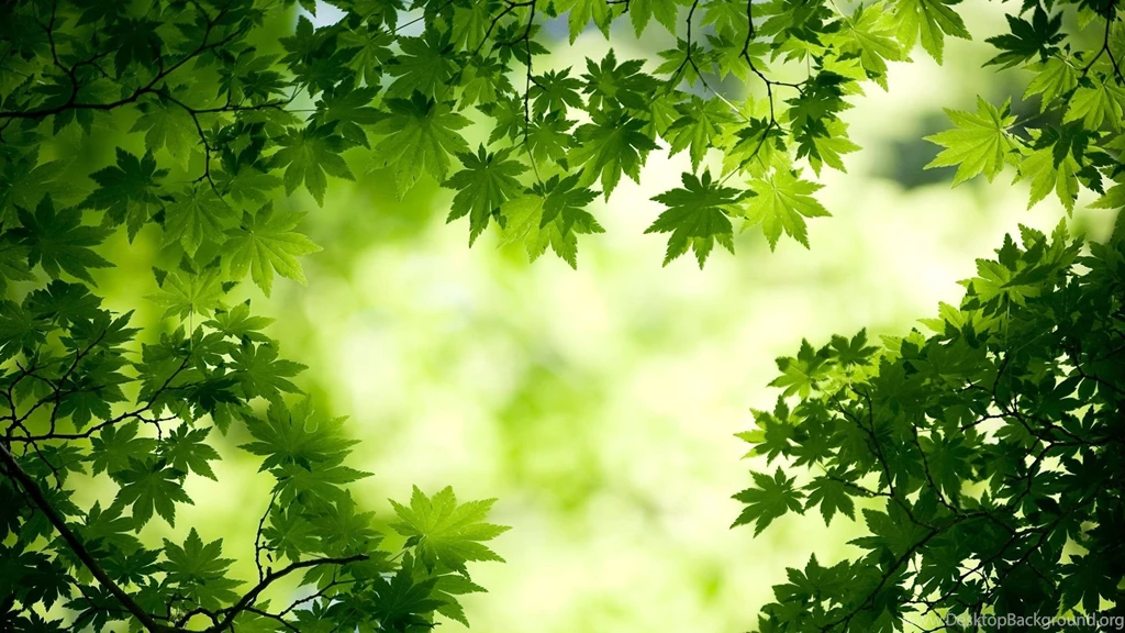 Green Maple Leaves Wallpapers
