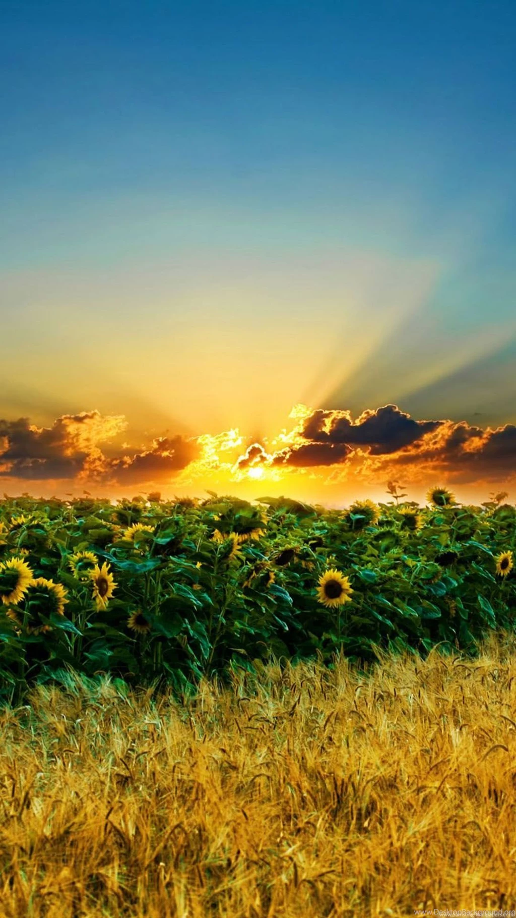 Hd Wallpapers For Android 10 Best Natural Images