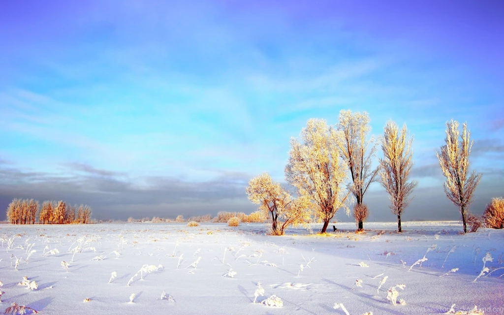 Snowy Winter Landscape Wallpapers