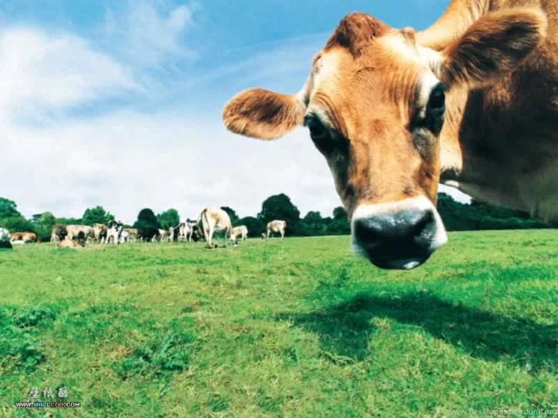 Top Hd Cow Wallpaper Images For Pinterest