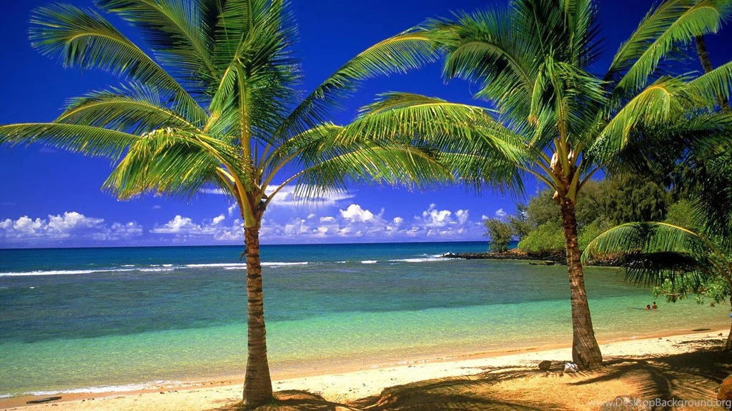 Beach Palm Trees Wallpapers HD