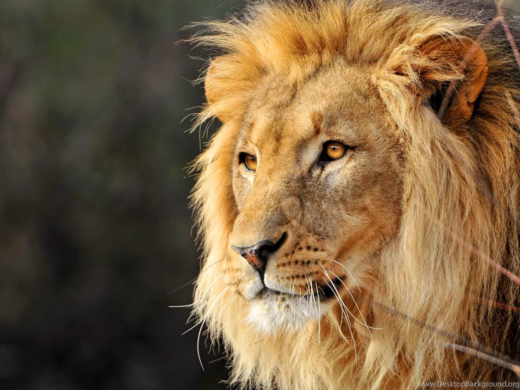 Male Lion Faces Wallpapers