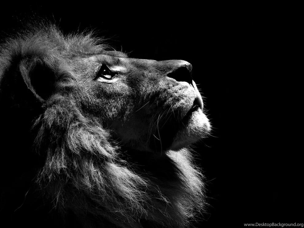 Lion Profile Photo, Animal Wallpapers   National Geographic Photo ...