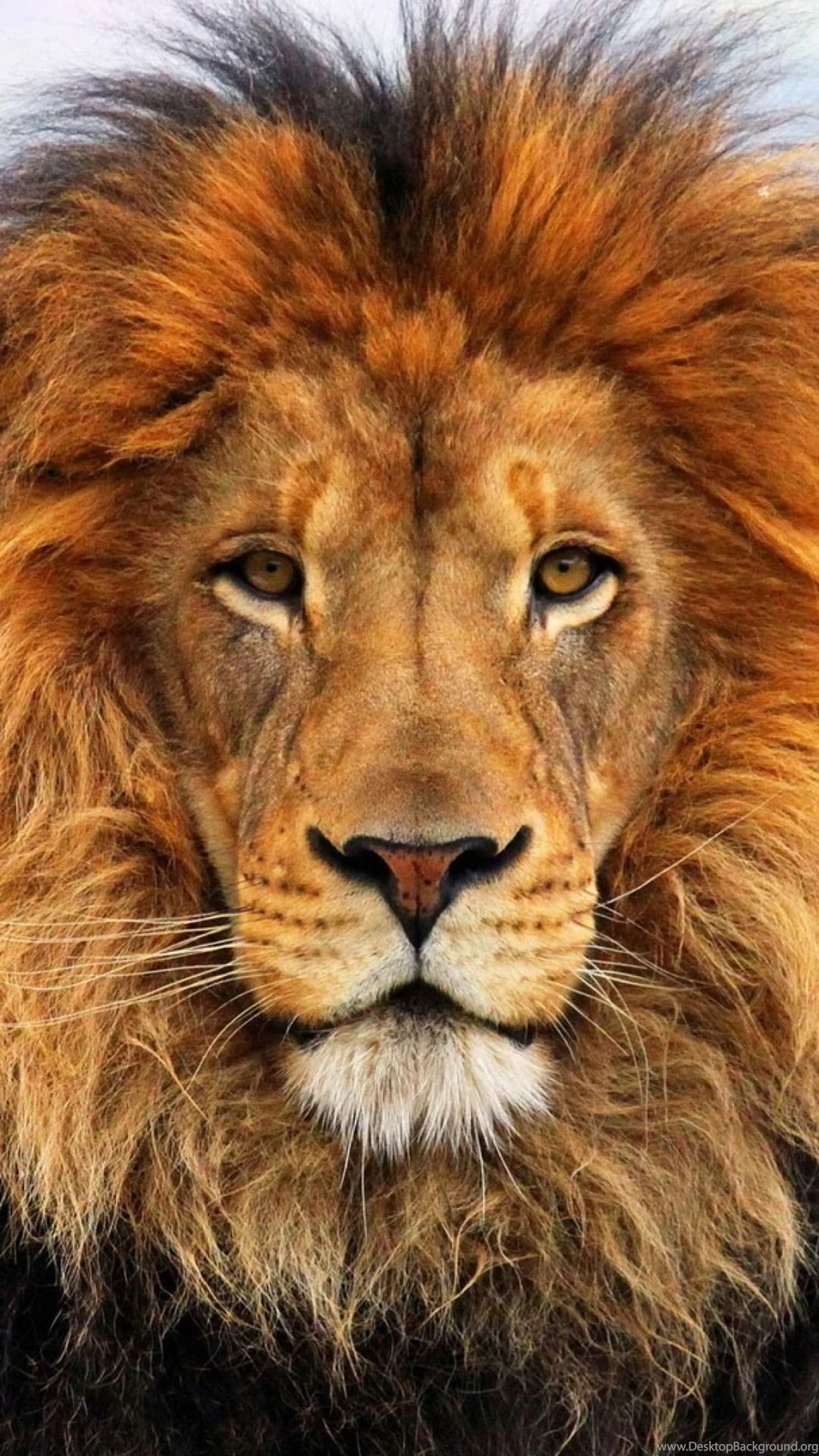 Download Wallpapers 1080x1920 Face, Eyes, Lion, Fur, Mane Sony ...