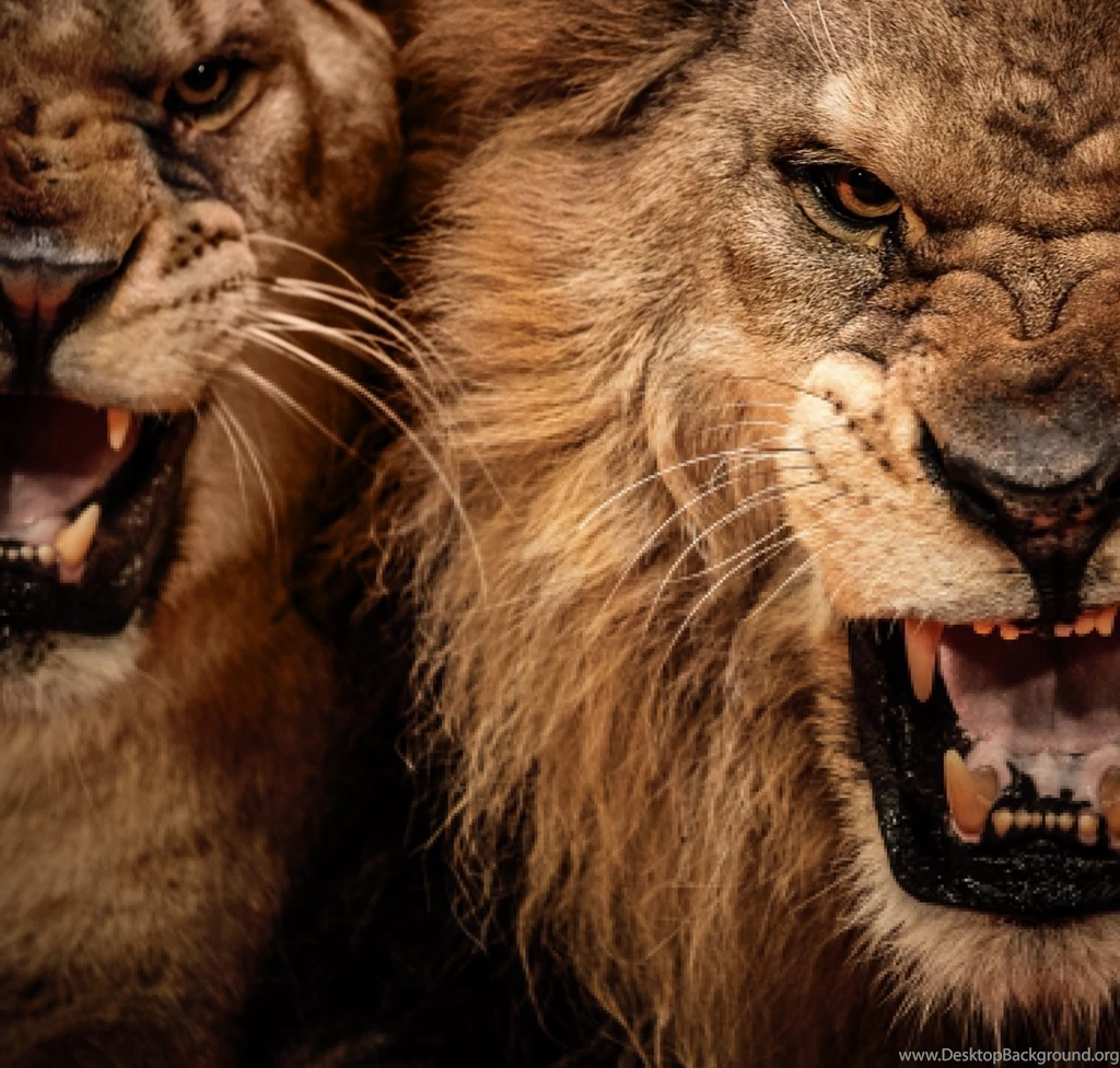 Lion Wallpapers