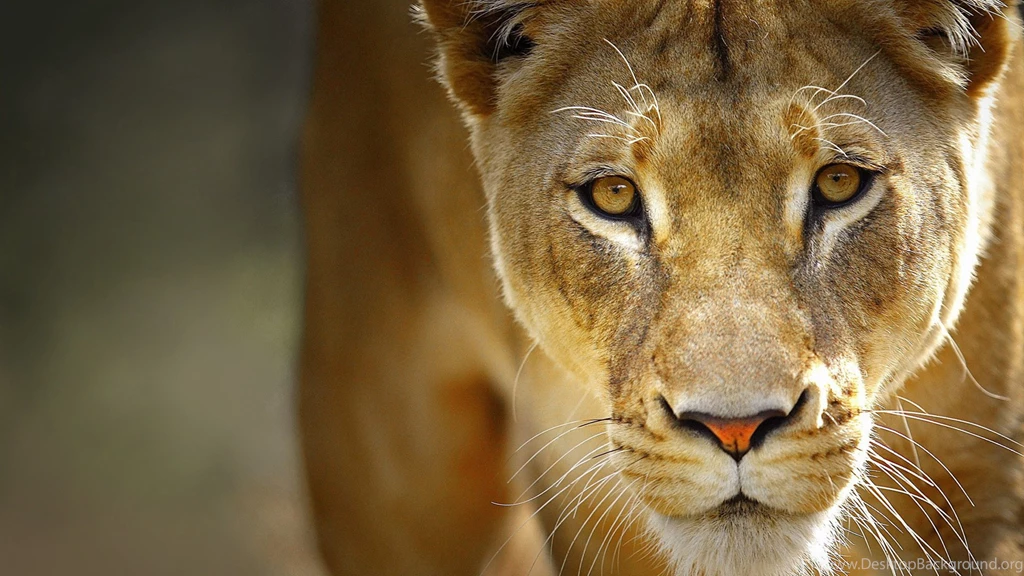 Download Wallpapers 3840x2160 Lion, Face, Predator, Big Cat 4K ...