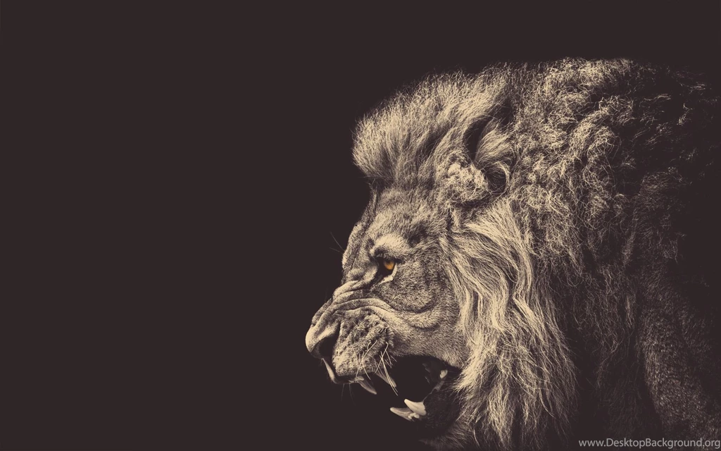 Angry Male Lion Wallpapers