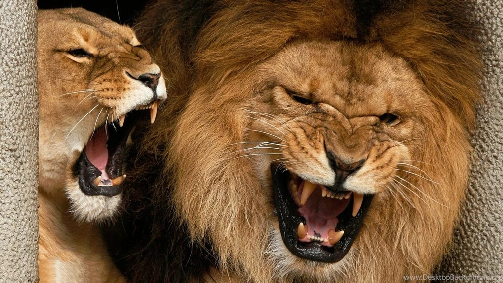 Lion Angry Lion Wallpapers Hd Free Download – Finehdwallpaperr.com
