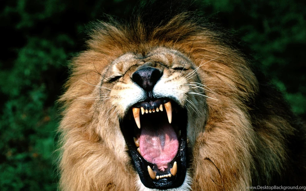 Download Wallpapers 3840x2400 Lion, Face, Teeth, Anger, Aggression ...
