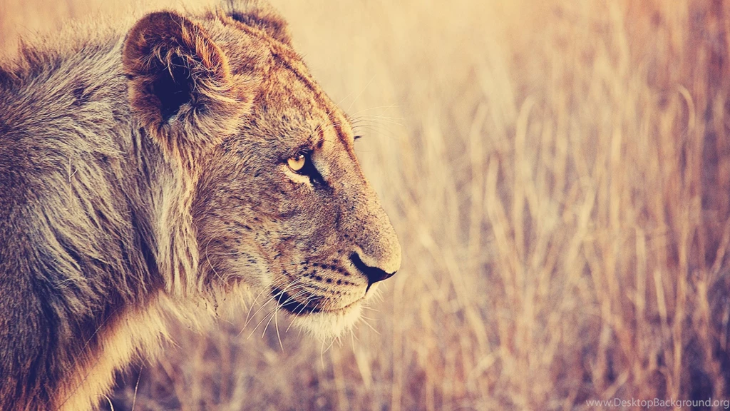 Download Wallpapers 3840x2160 Lion, Face, Profile, Grass, Big Cat ...