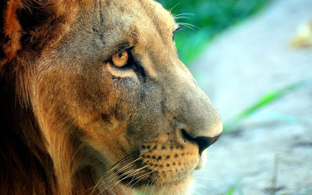 18078 Lion Face 1680x1050 Wallpaper.jpg