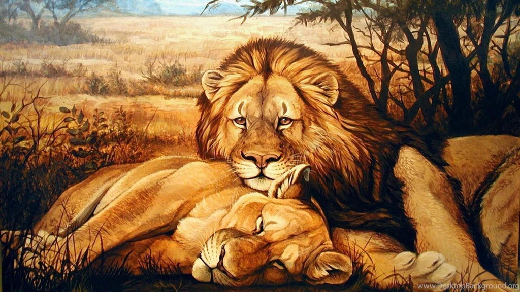 Sleeping Lion Desktop Wallpapers, Sleeping Lion Images, New Wallpapers