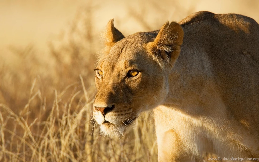 Lion Face Danger Hunting Hd Wallpapers
