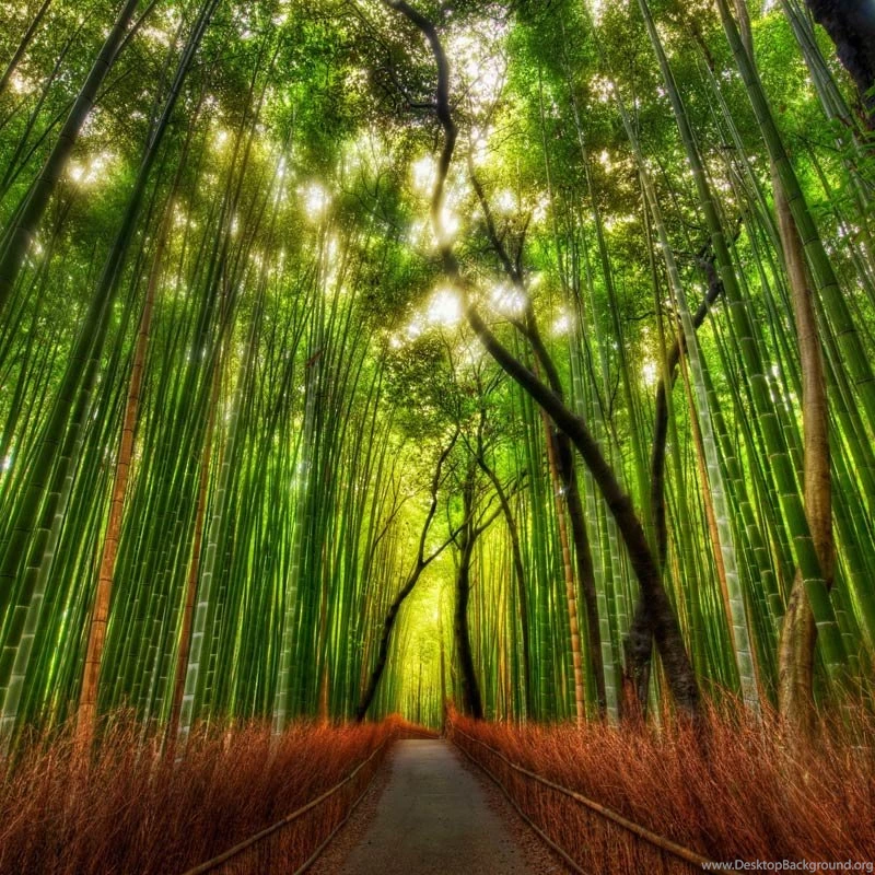 40 Delightful Wallpapers For iPad Mini With Retina Display [It's ...