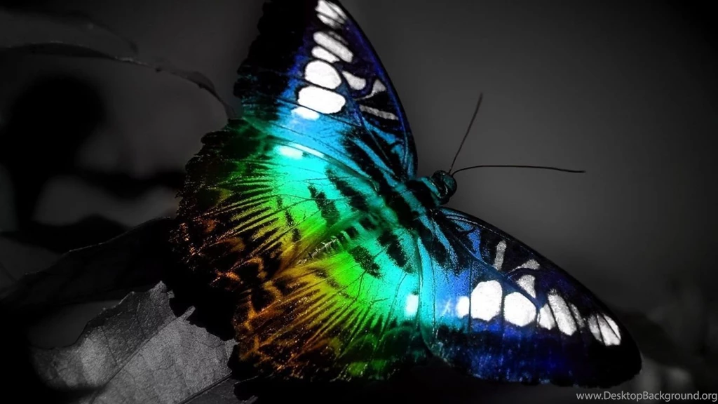 Download Wallpapers 1280x720 Butterfly, Colorful, Neon, Leaves HDTV ...