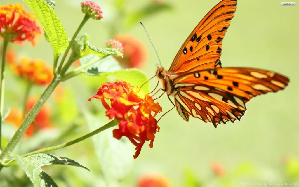 Butterfly Wallpapers Photo