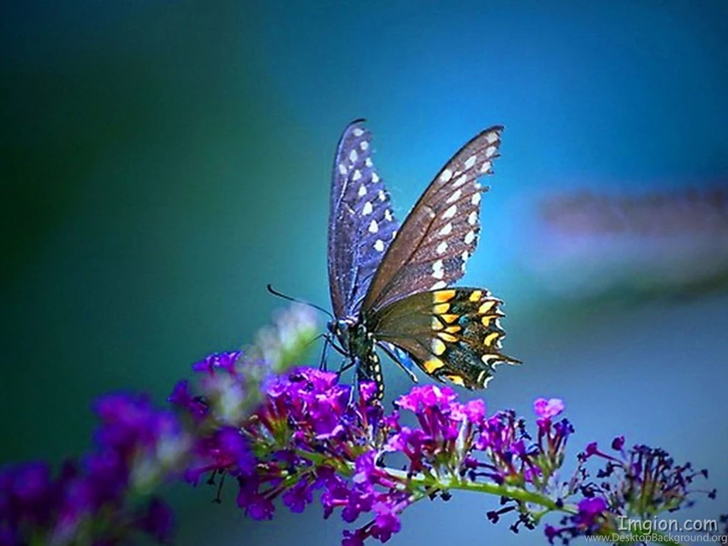 Pretty Butterfly Wallpapers.jpg