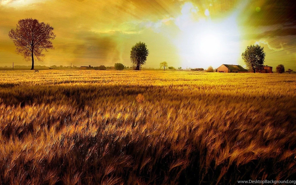 Wheat Field Desktop Wallpapers, Wheat Field Backgrounds, New ...