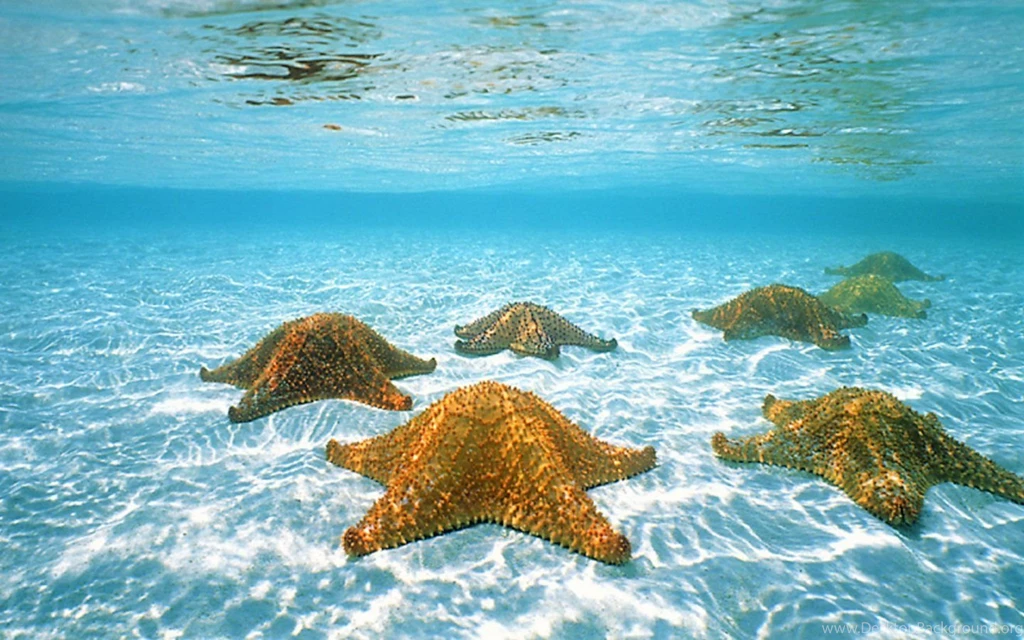 Beautiful World Wallpaper: Wallpapers Hd Ocean Life