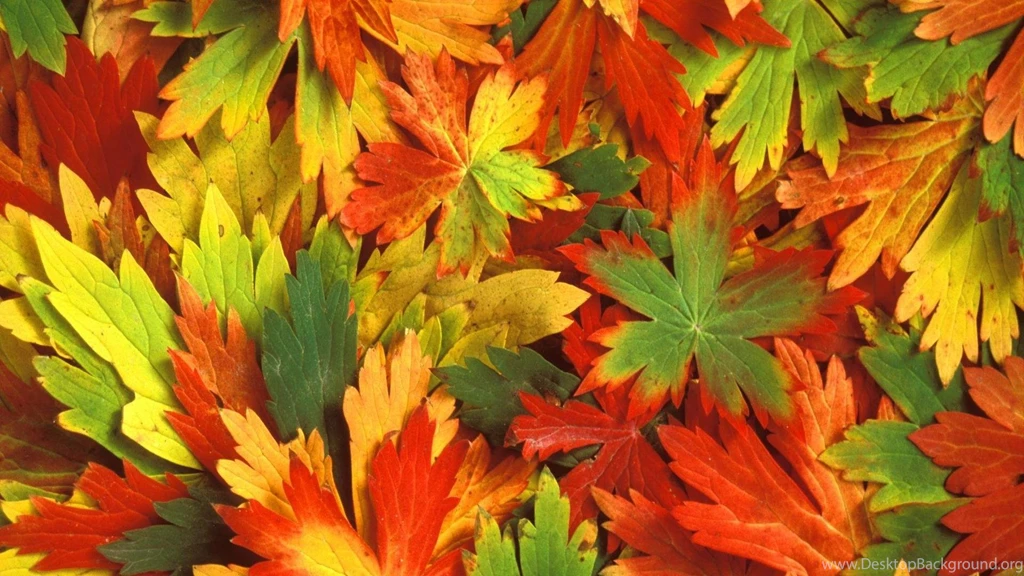 Fall Colorful Leaf Widescreen Nature Hd Wallpapers   (