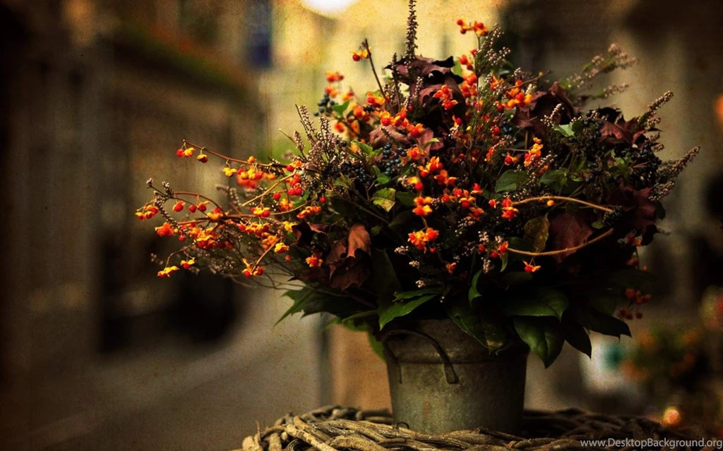 Autumn Flower HD Wallpapers ~ Toptenpack.com