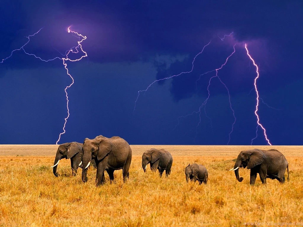 African Elephants Lightning Wallpapers And Images Wallpapers ...