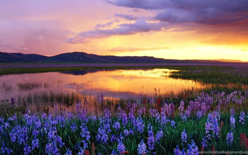 Laptop Review: Desktop Backgrounds Hp (8)