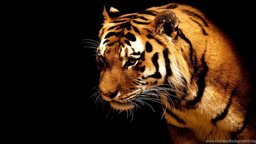 Tiger Wallpapers 1900x1200 (