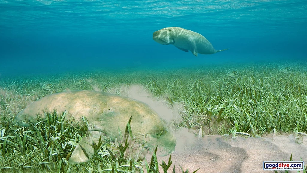 Wallpapers Dugongs 1920 1080