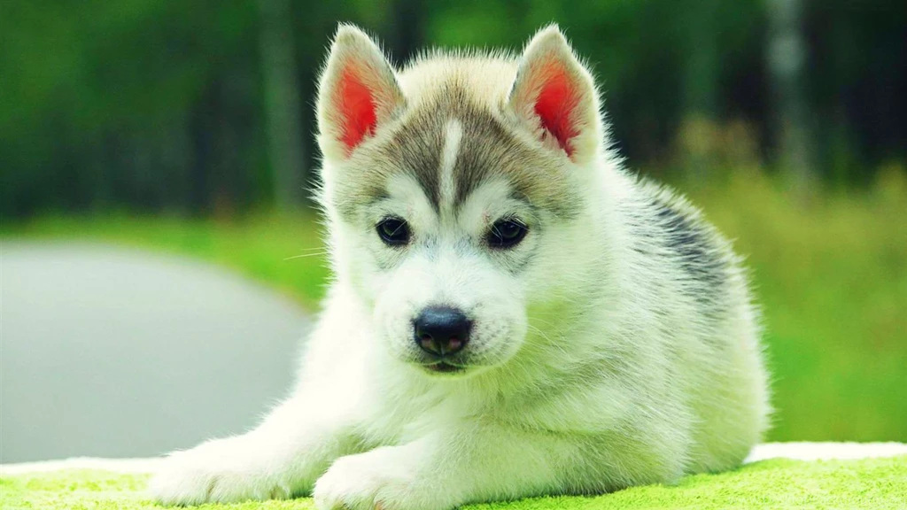 Cute Siberian Husky Puppies Animal Wallpapers B