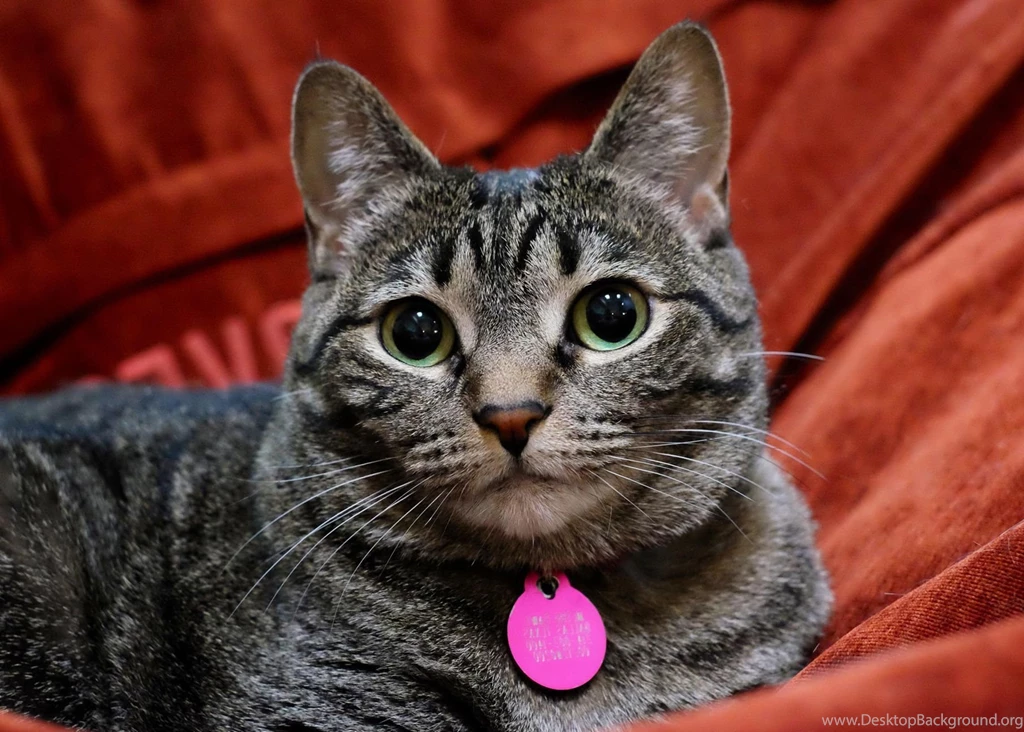 Hd Cat Wallpapers, Free Cat Images, Animals, Pets, Animal Desktop ...