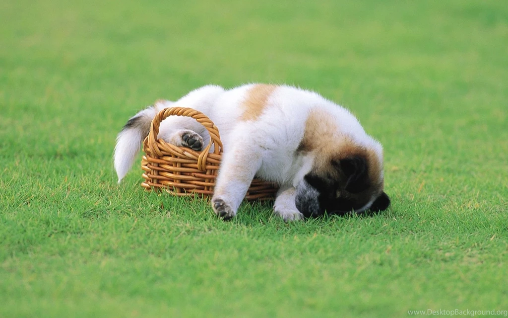 Top Cute Puppy Sleeping Wallpaper Images For Pinterest