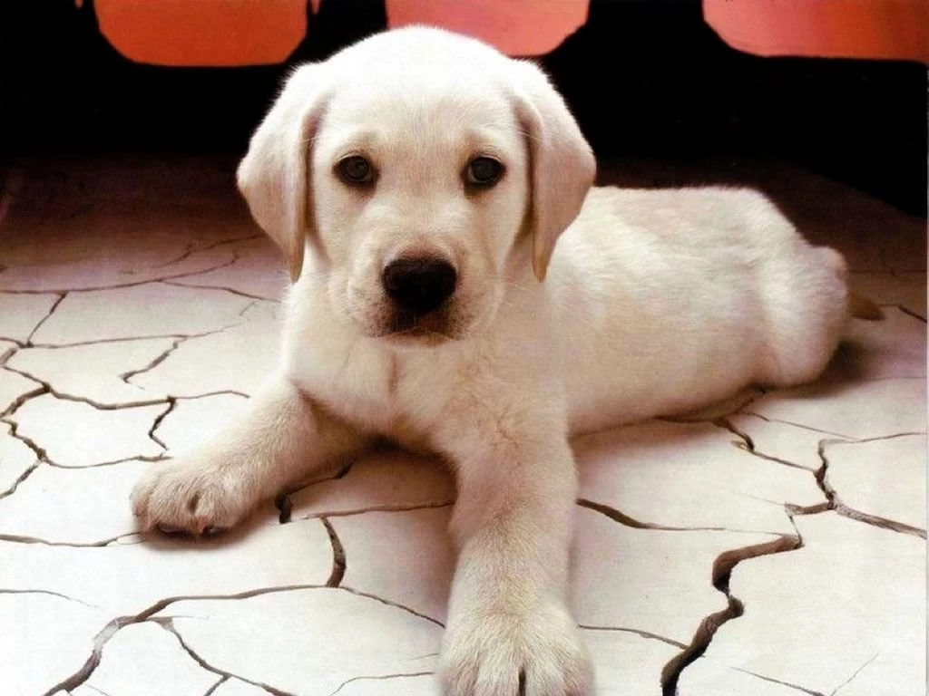 Images Of Cute Puppies All Wallpapers New