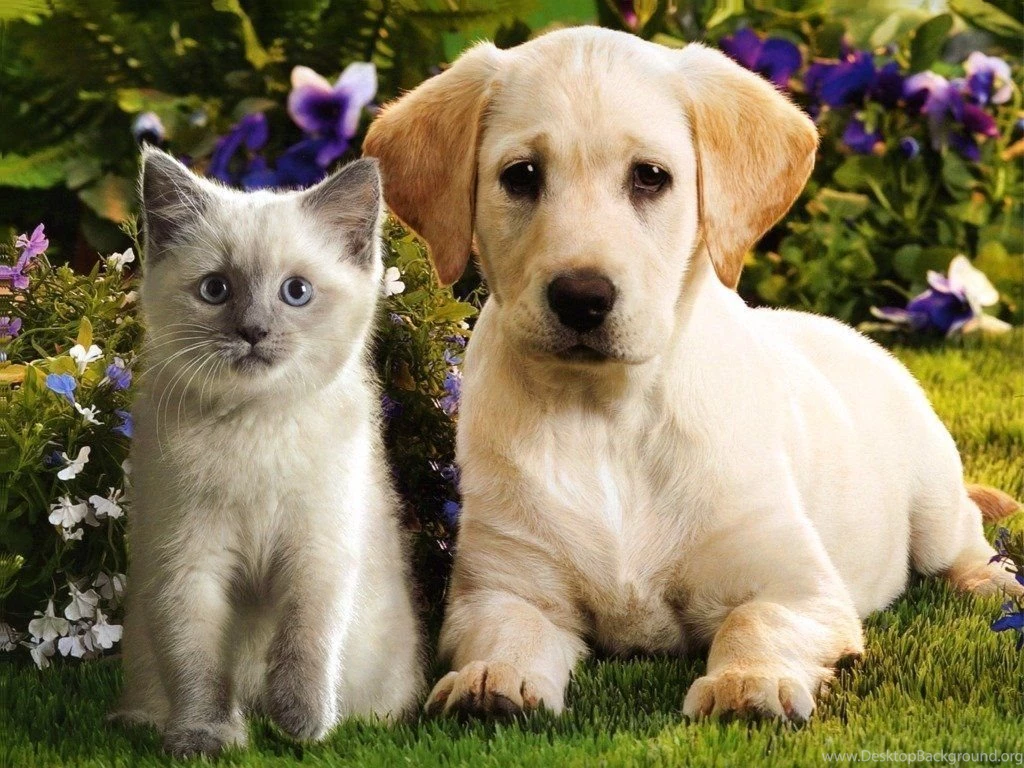 Top Cute Puppies And Kittens Wallpaper Images For Pinterest