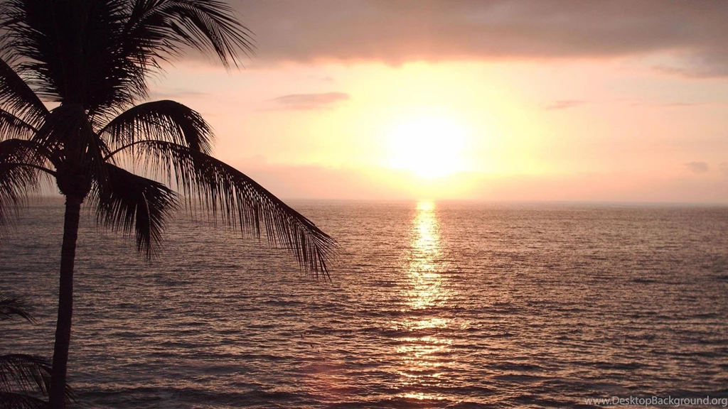 Hawaii Water Beach Palm Trees Hd Wallpapers (