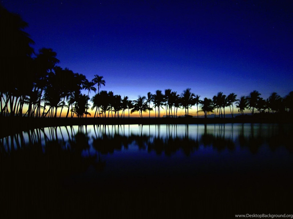Palm Silhouette Big Island Hawaii Wallpapers