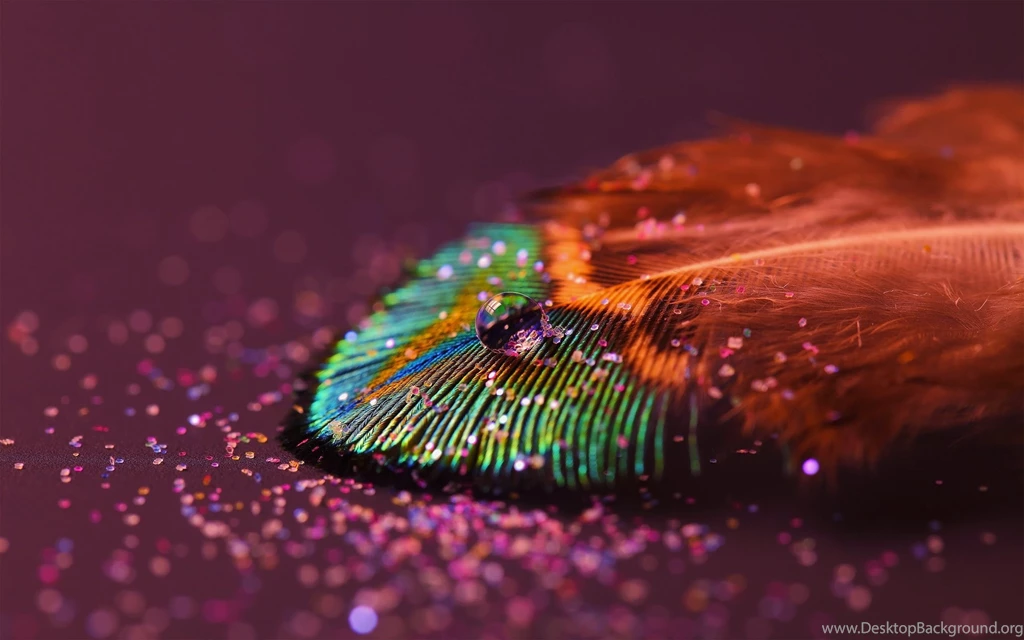 Feather Wallpapers