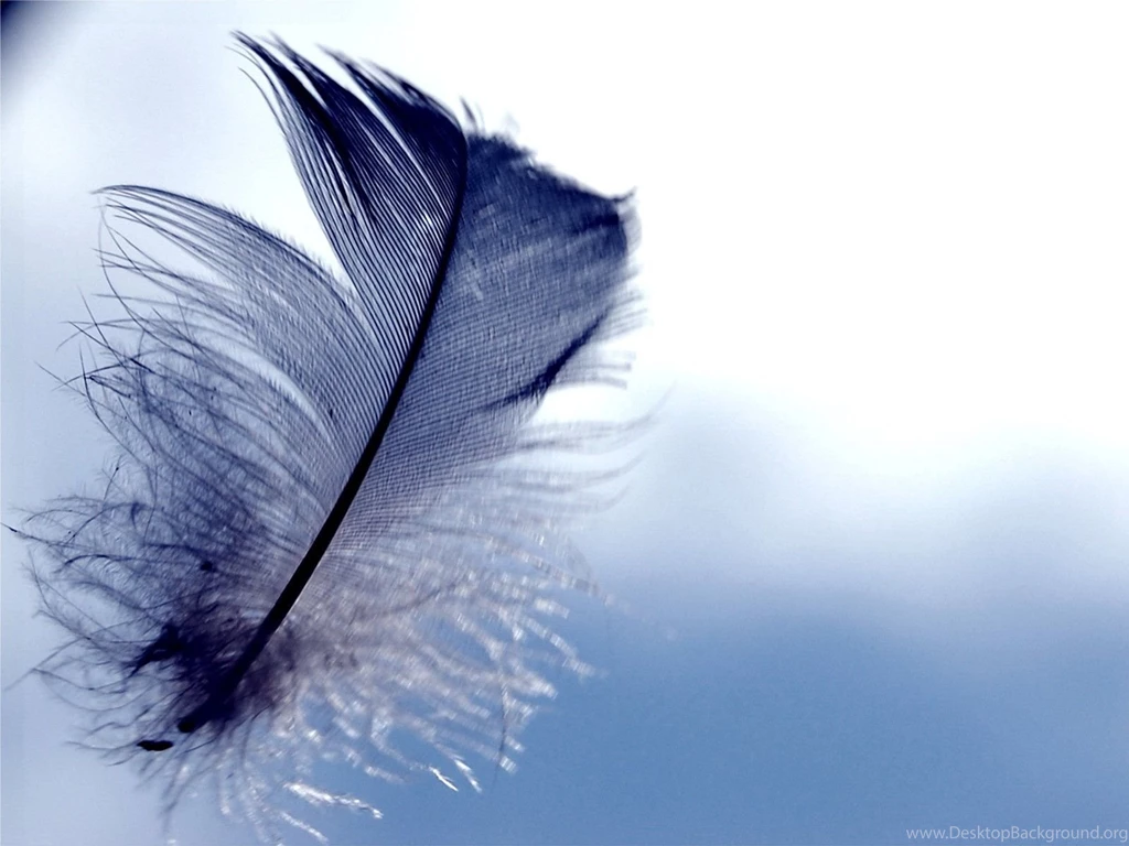 Feather Wallpapers HD Photos