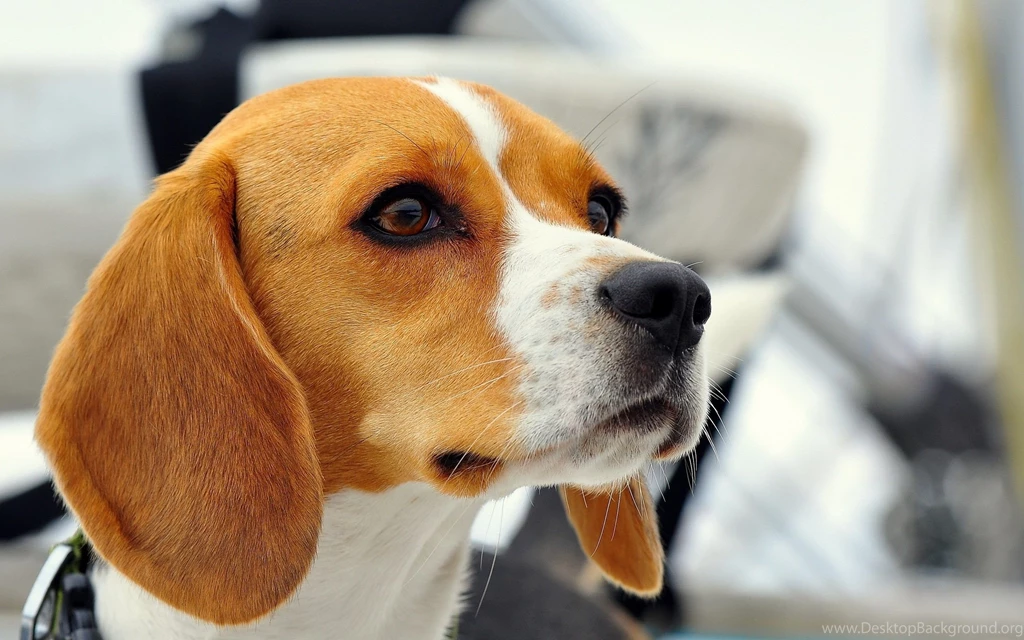 39 Beagle HD Wallpapers